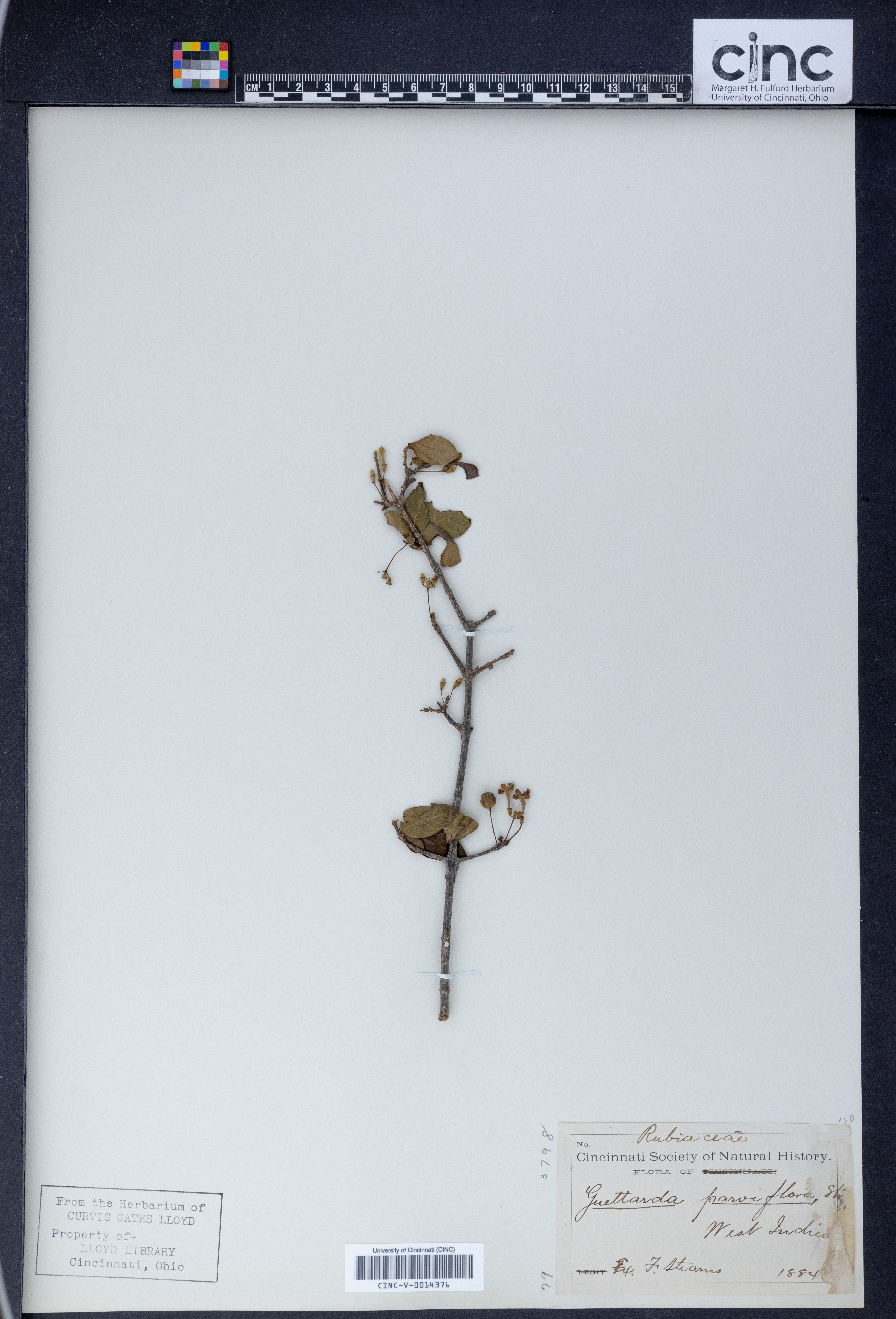 Guettarda parviflora image
