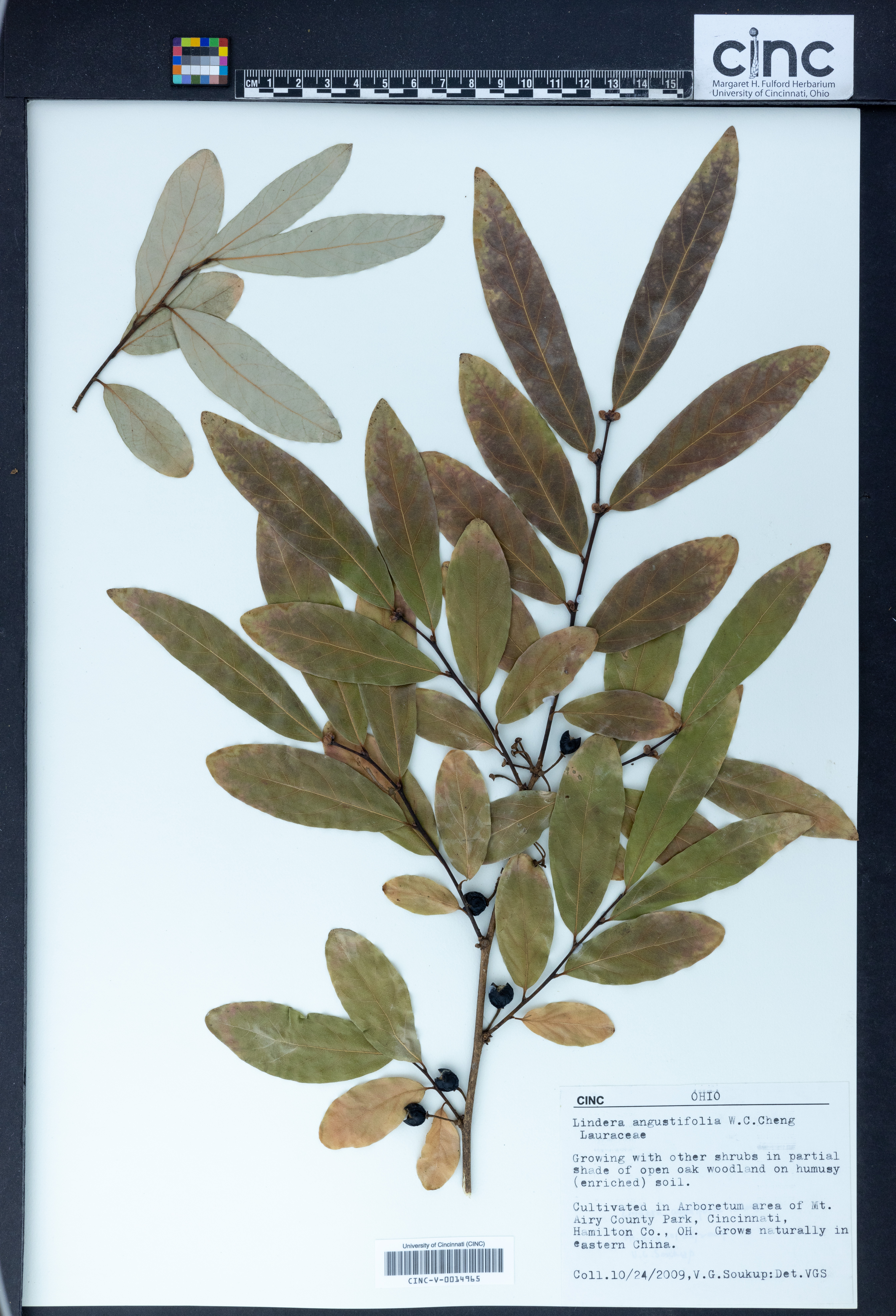 Lindera angustifolia image