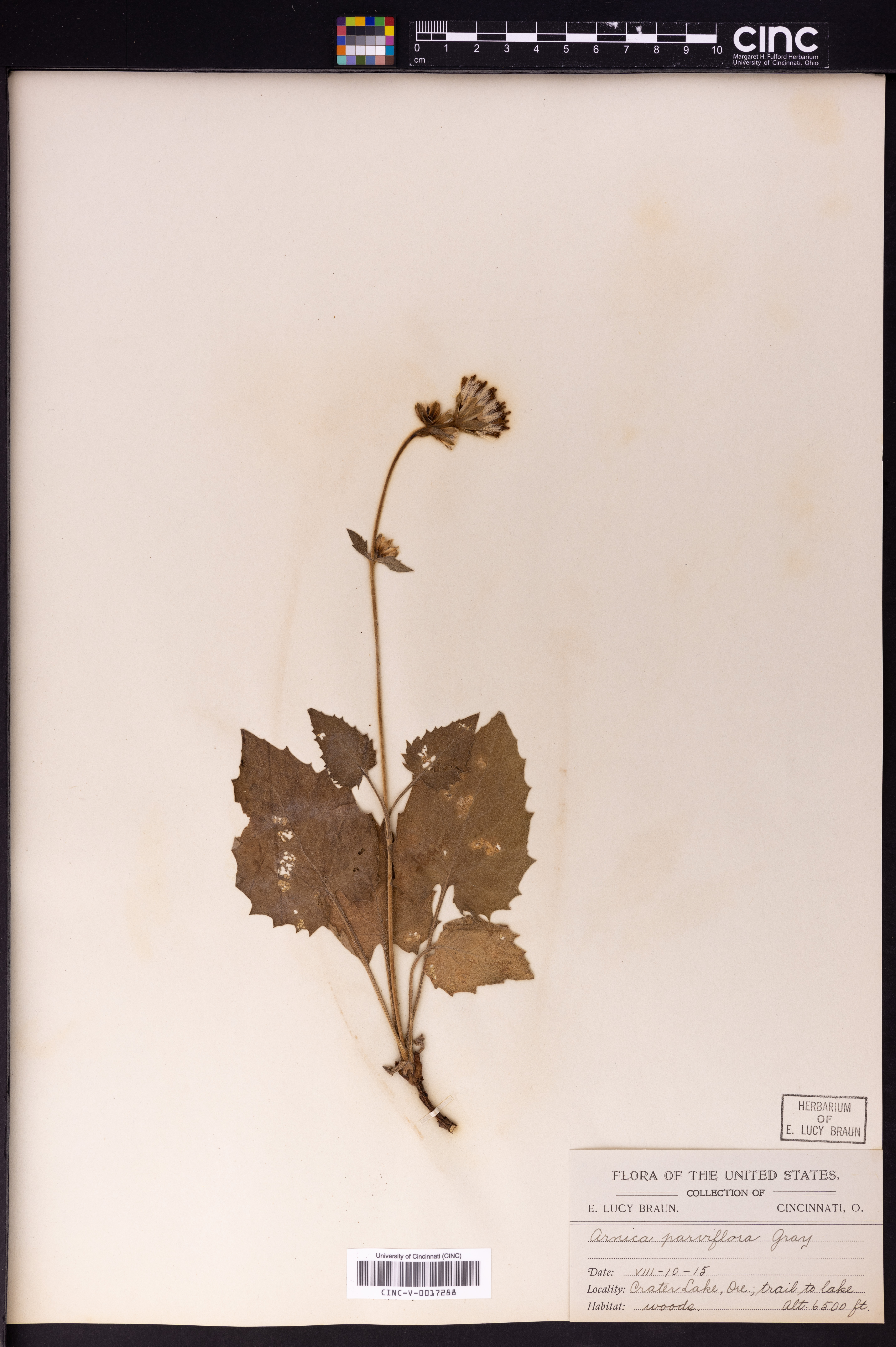 Arnica parviflora image