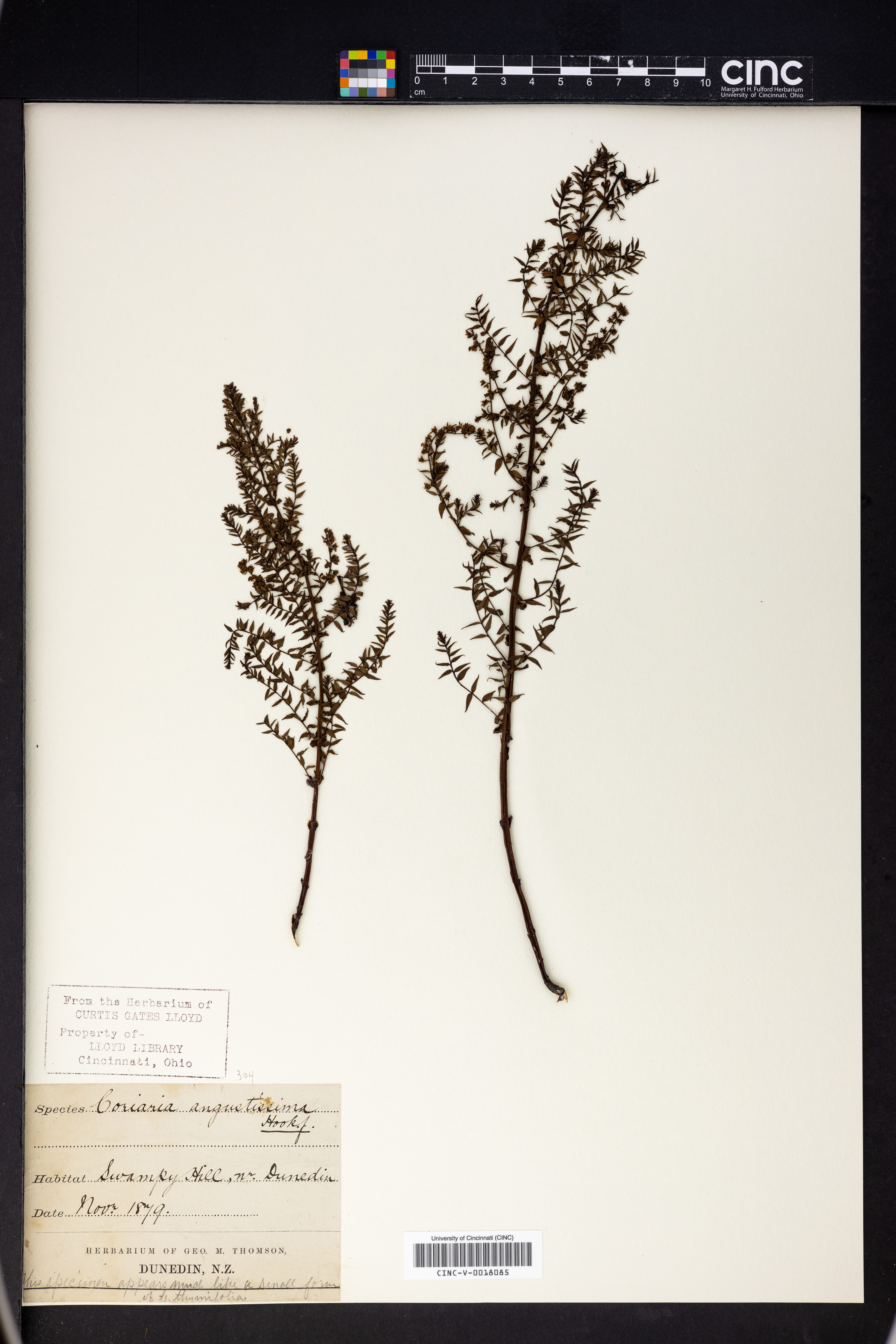 Coriaria angustissima image