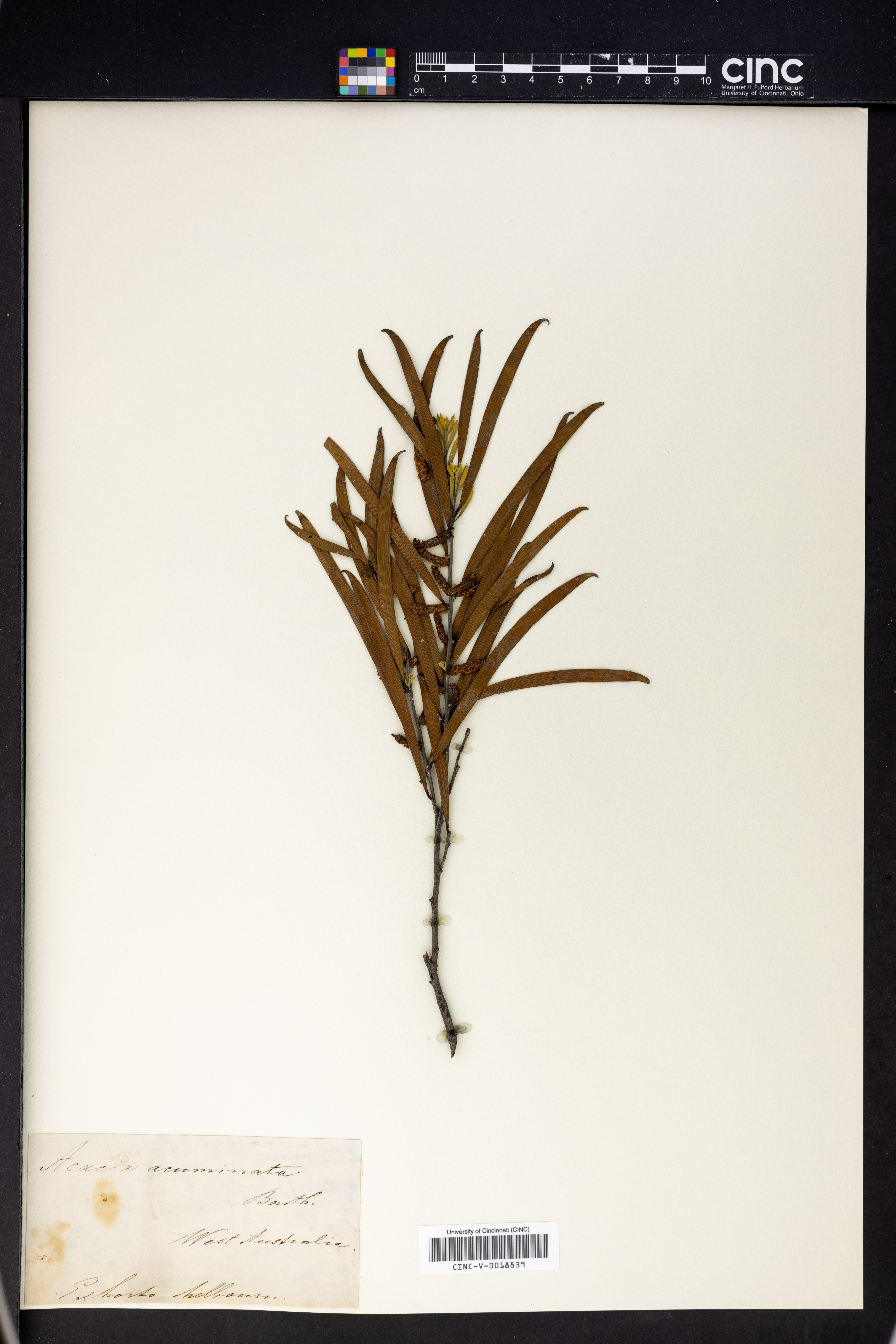Acacia acuminata image