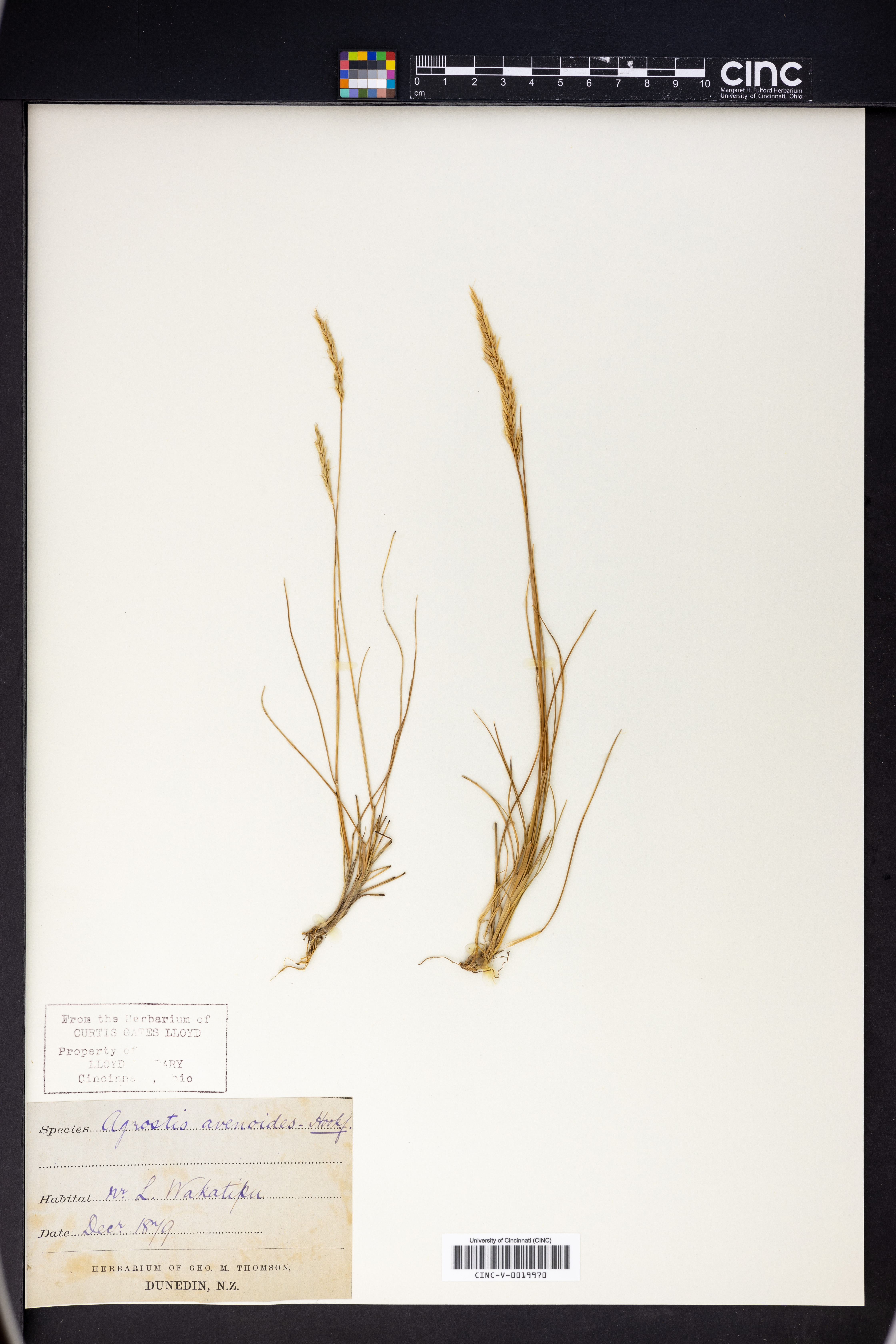 Calamagrostis avenoides image