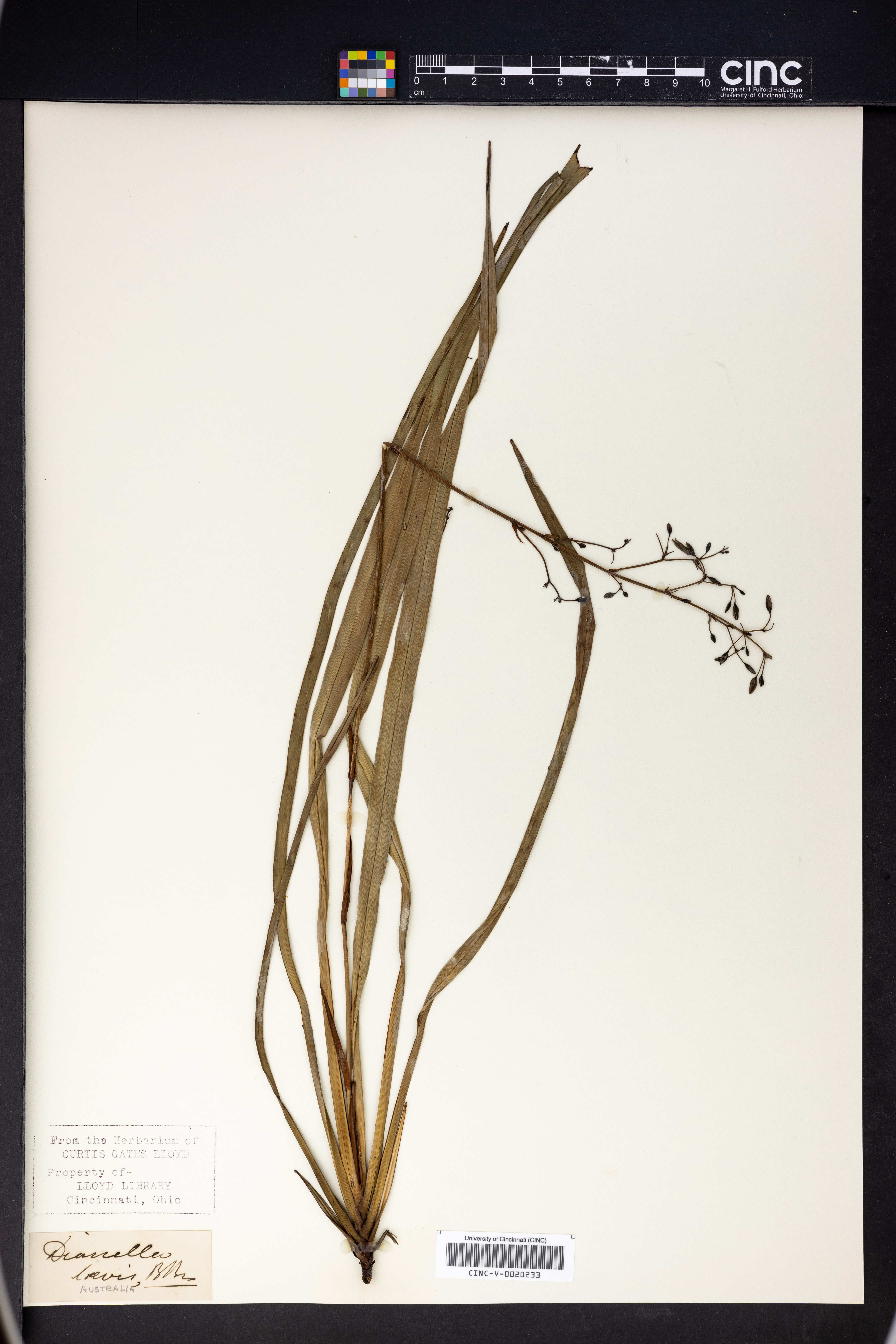 Dianella longifolia image