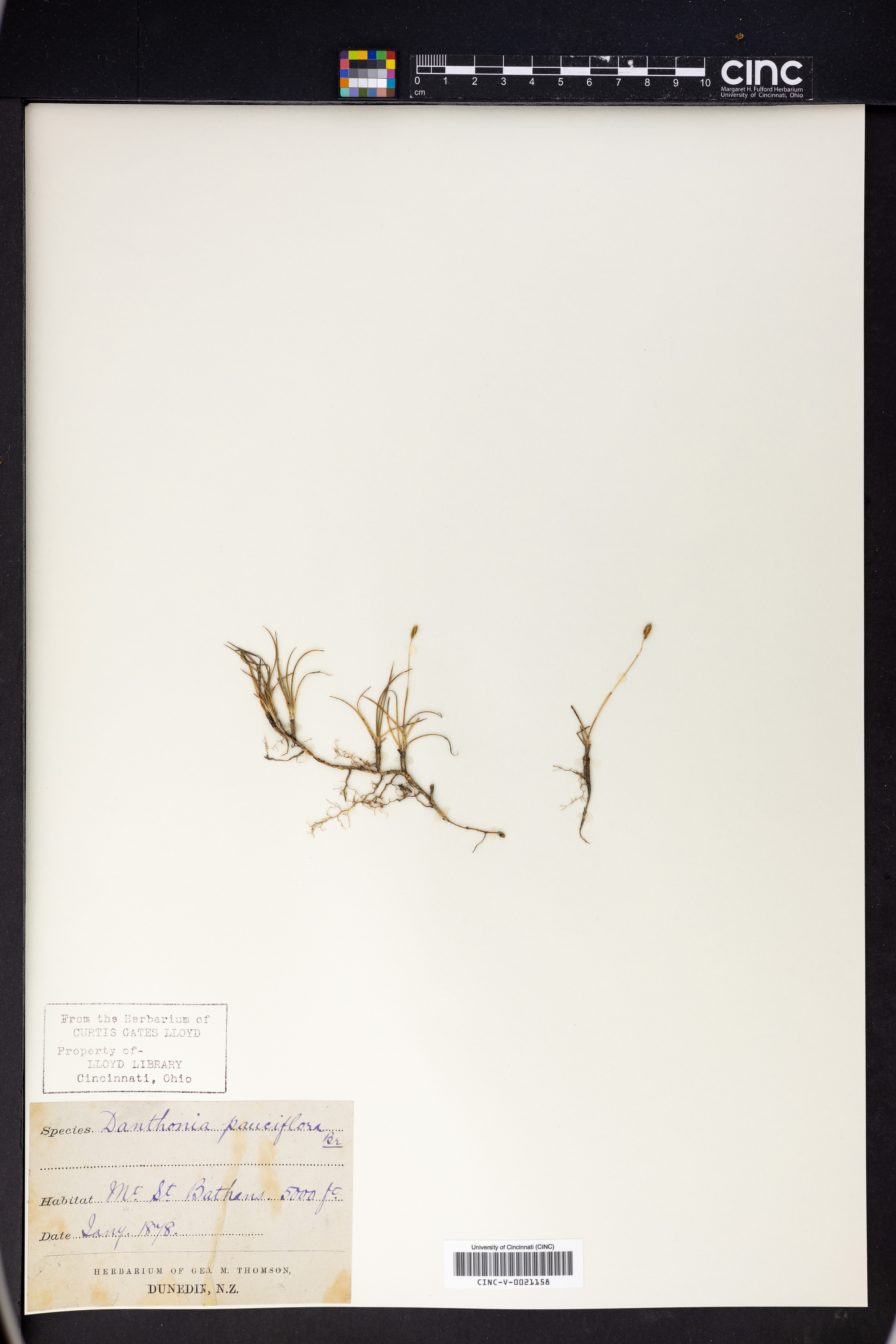 Rytidosperma pauciflorum image