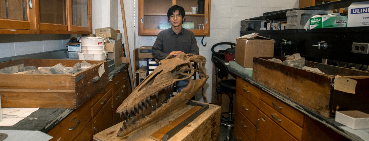 UC professor Takuya Konishi stands behind a model of a mosasaur skull in his biology  lab.