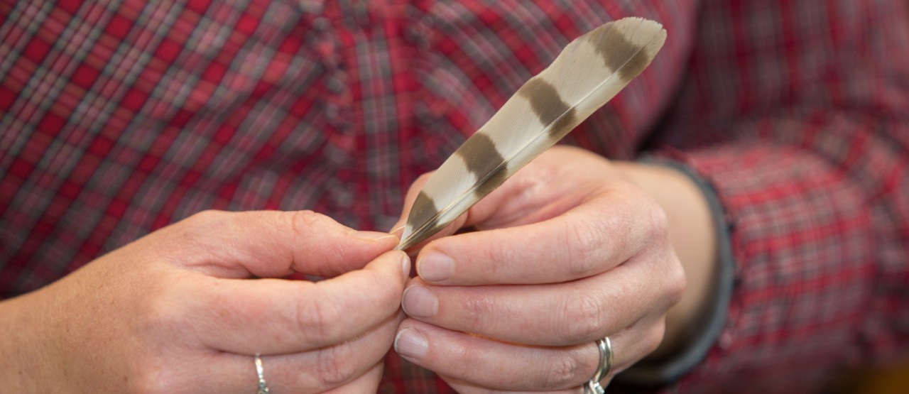 A close look at a cooper's hawk feather.