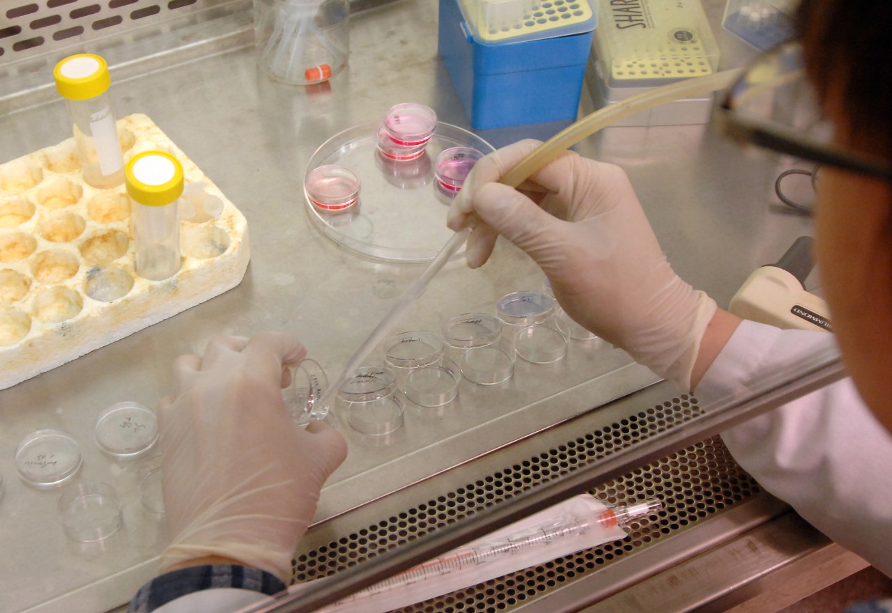 Reseracher working with pipette