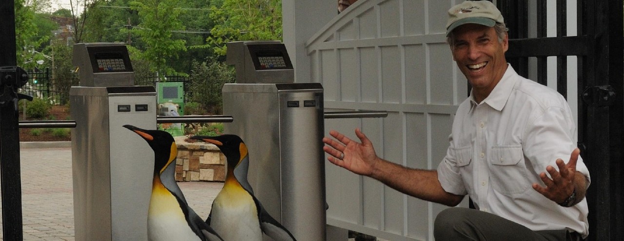 two penguins and man with open arms at zoo