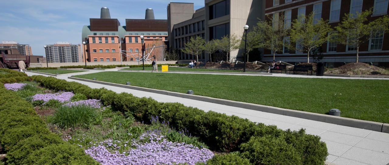 UC's College of Engineering behind the vegetation on Zimmer rooftop garden and walkway.