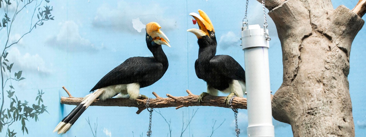 A hornbill tosses a grape in the air to swallow in its exhibit next to another hornbill.