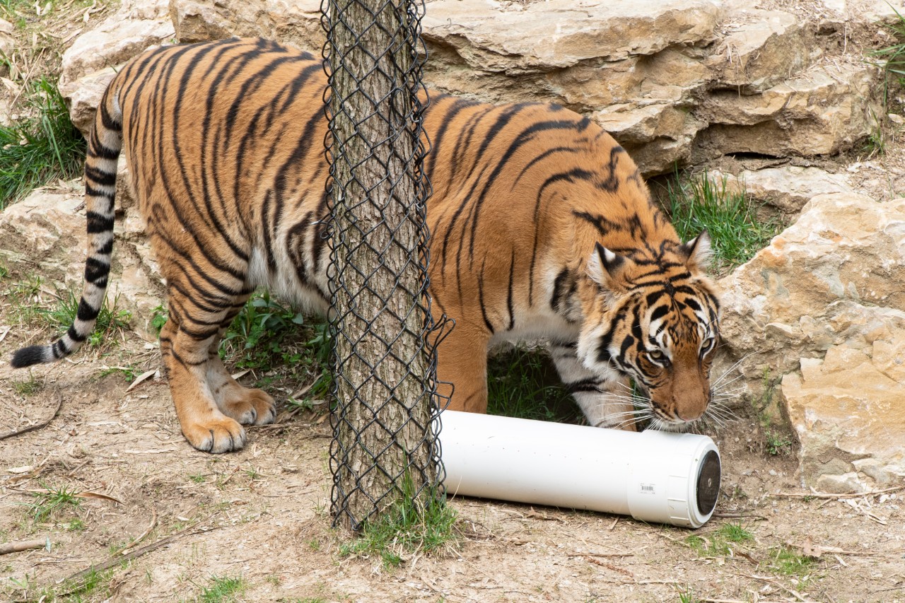 A Malayan tiger inspects a PVC pipe device made by UC students.