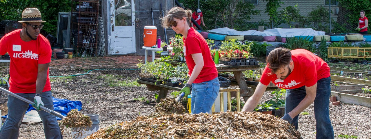 UC staff use shovels and gloves as they stand near a mound of mulch in a garden.