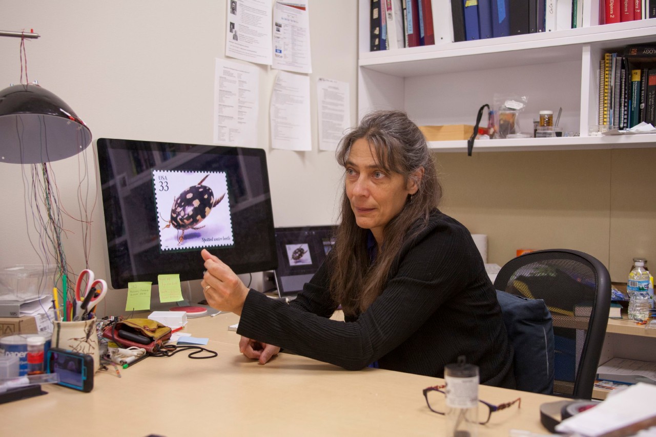 UC biology professor Elke Buschbeck sits at her desk with an image of a sunburst diving beetle postage stamp on her computer screen.