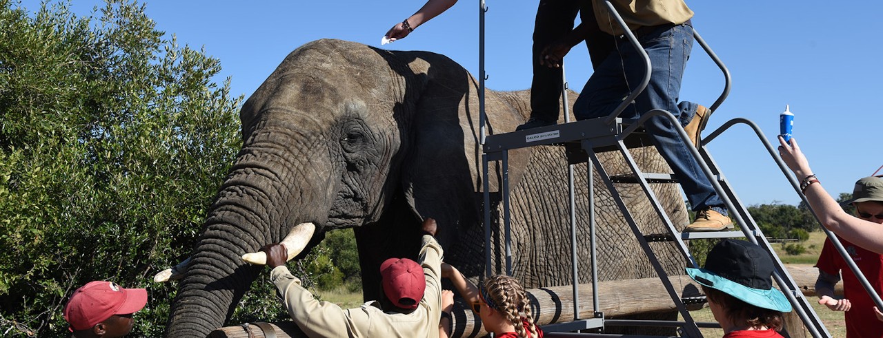 UC student researchers place electrode on elephant as part of audiology research in South Africa