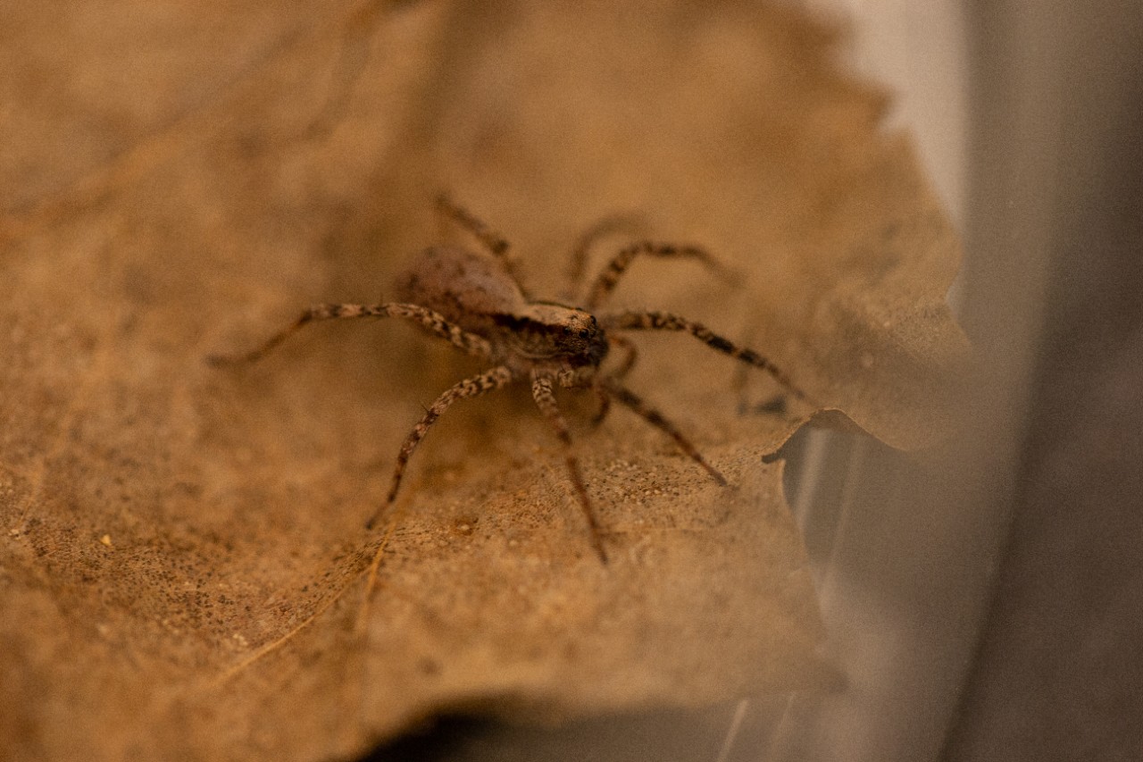 A wolf spider on a dry leaf.