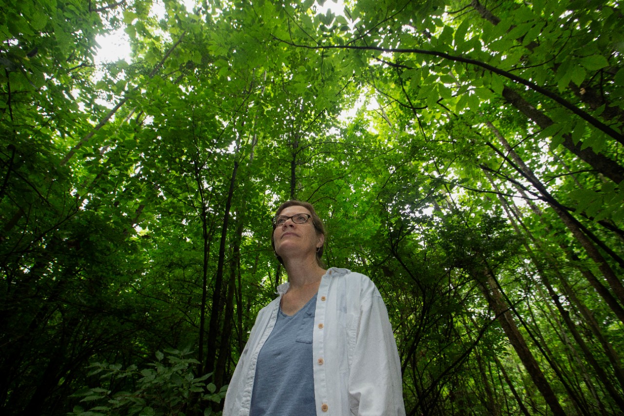 Theresa Culley, UC biology professor shown here with invasive Bradford or Callery pear trees at Harris benedict Nature Preserve in Hazelwood, Ohio.  UC/Joseph Fuqua II