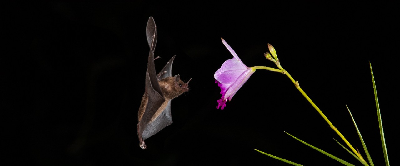 A bat uses echolocation to approach a flower.