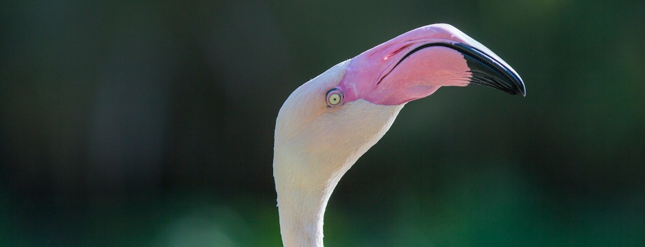 Flamingo form Cincinnati Zoo