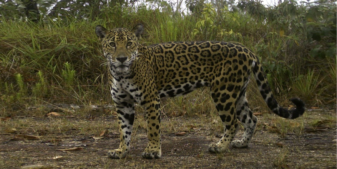 A jaguar stares back at a camera trap.