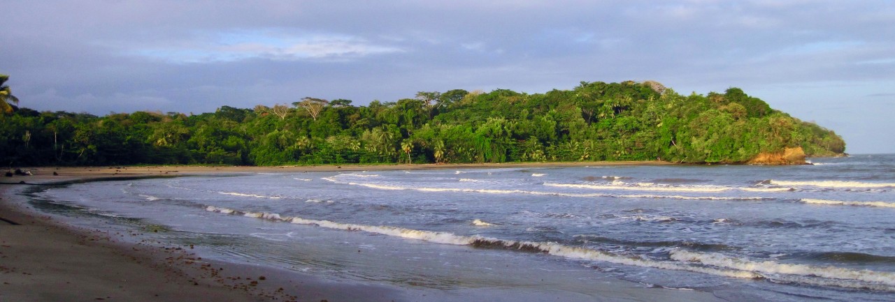 Ocean waves against tall vegetation along the shoreline in Trinidad.