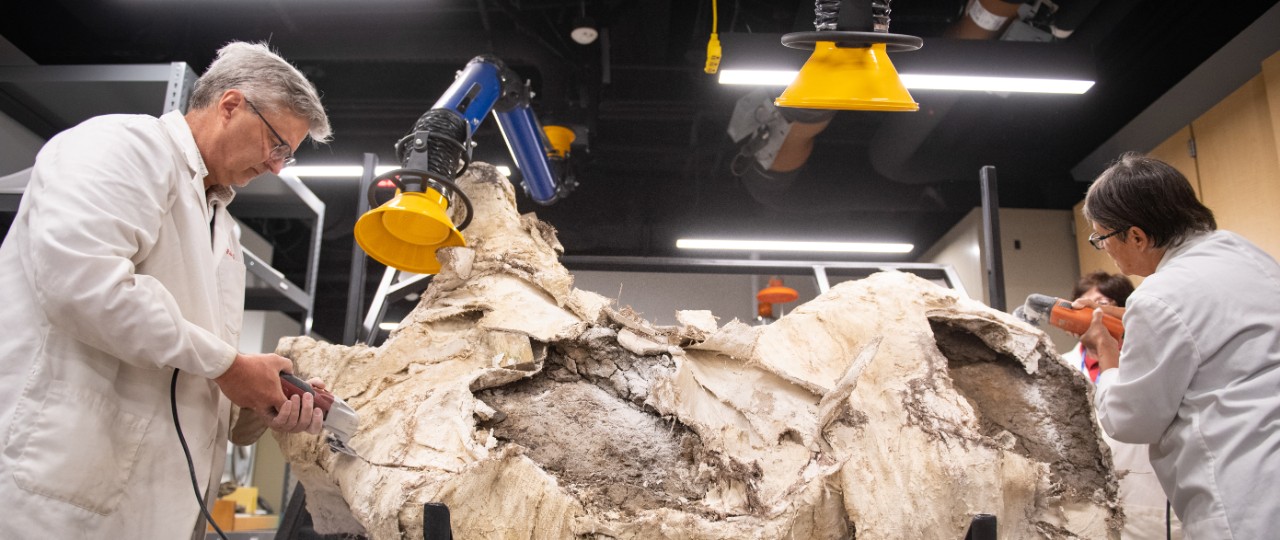 Museum staff in white lab coats work to remove plaster from a Triceratops fossil.