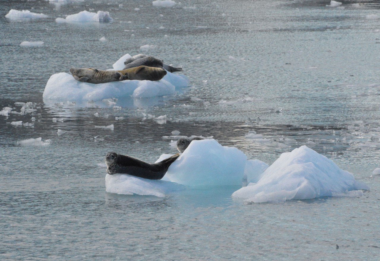 Harbor seals rest on calved ice from Aialik Glacier in Alaska.