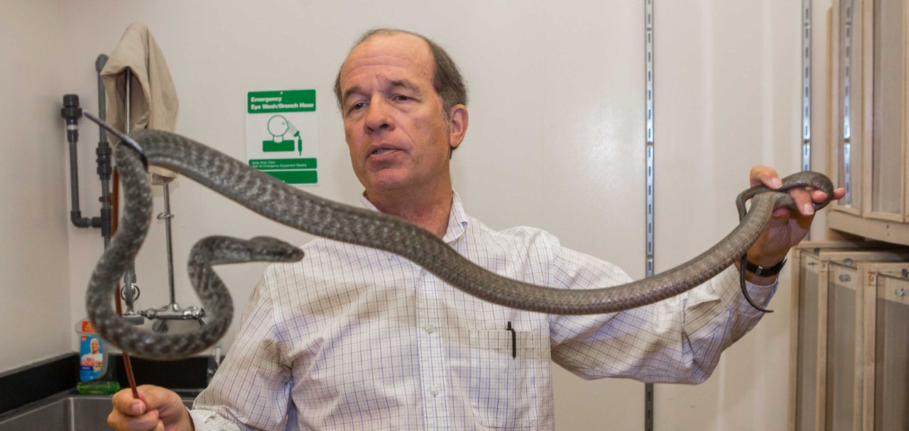 UC professor Bruce Jayne holds a brown tree snake with a snake hook.