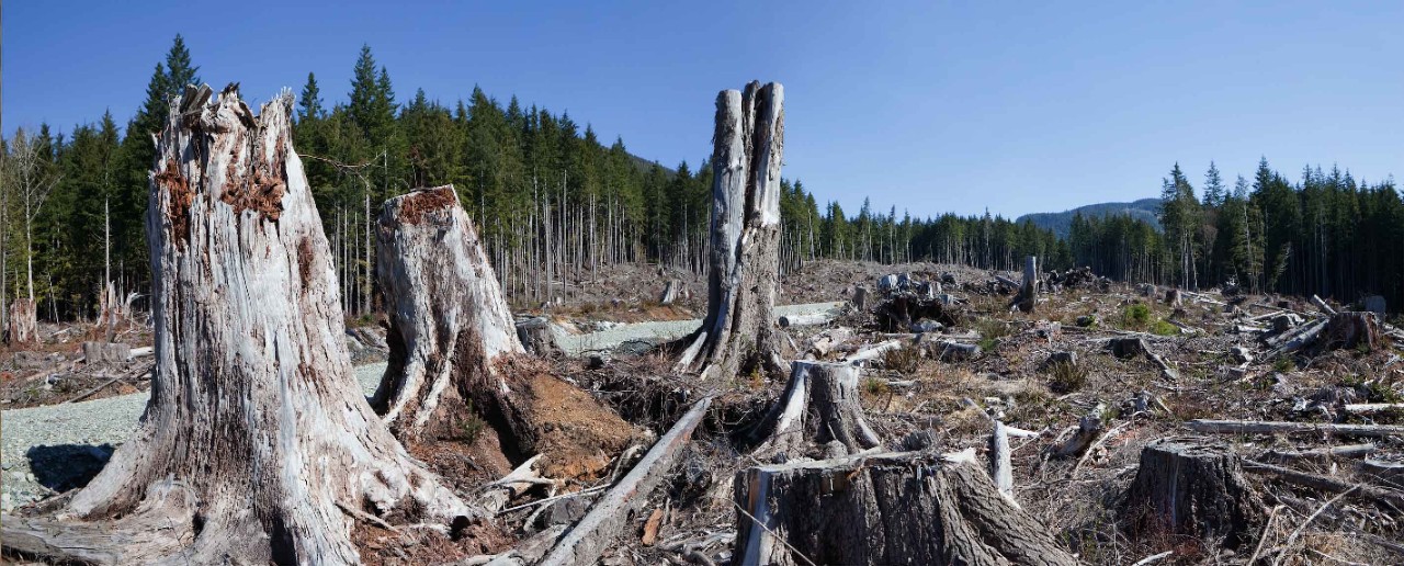 A clearcut forest.