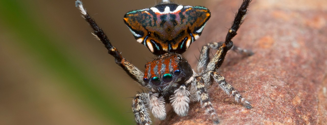 A peacock jumping spider's butt looks like a mantis' head.