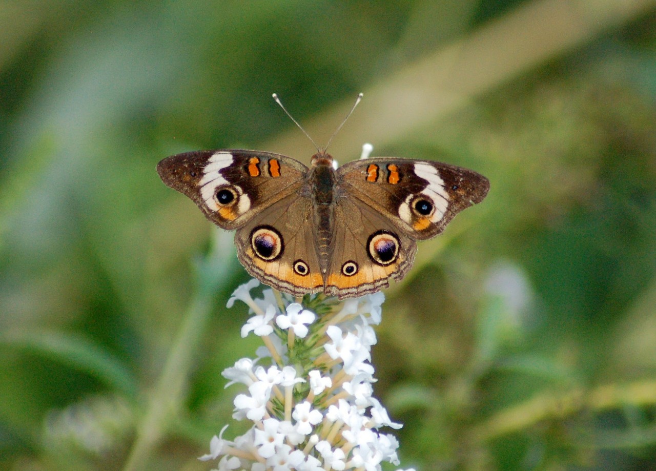 A buckeye moth.