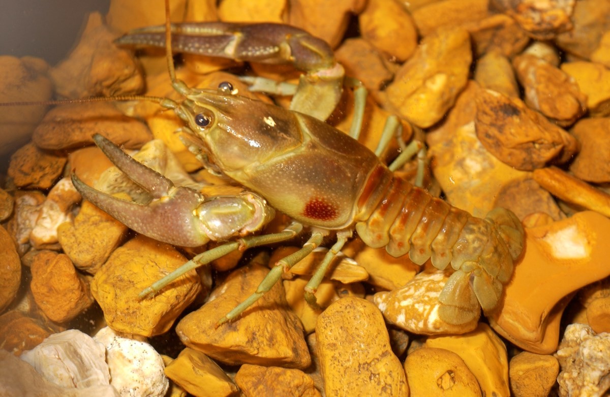 A rusty crayfish.