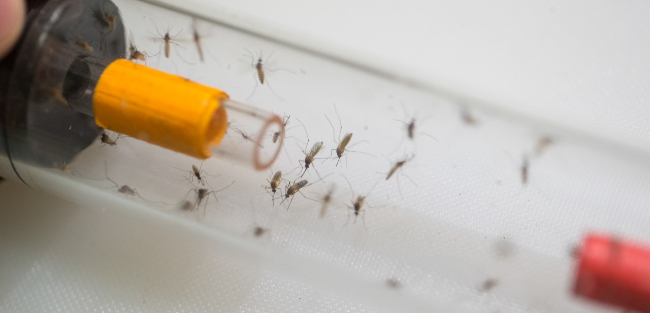 A vial of mosquitoes.