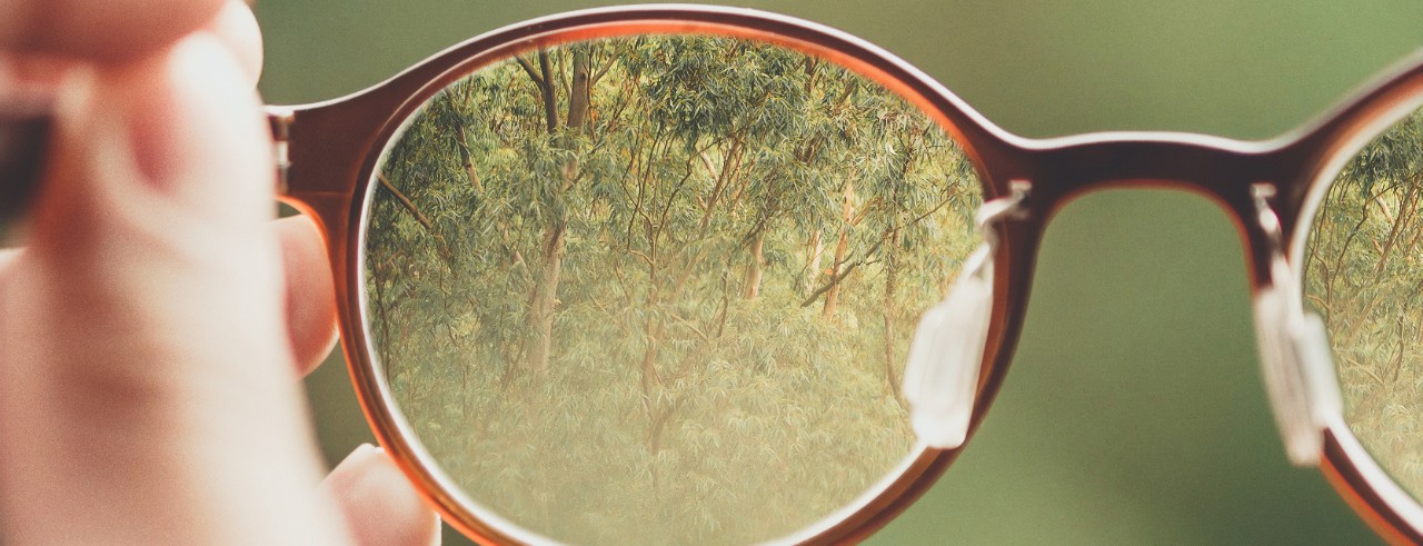 Zoom in on brown glasses with trees in the lenses.