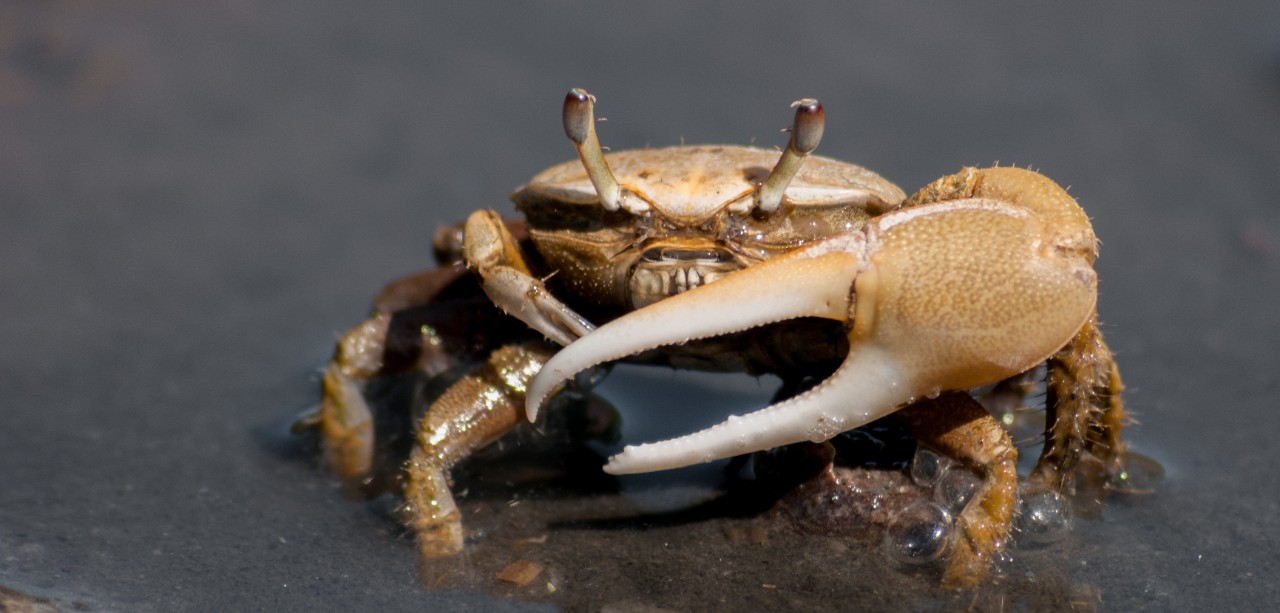 A fiddler crab.