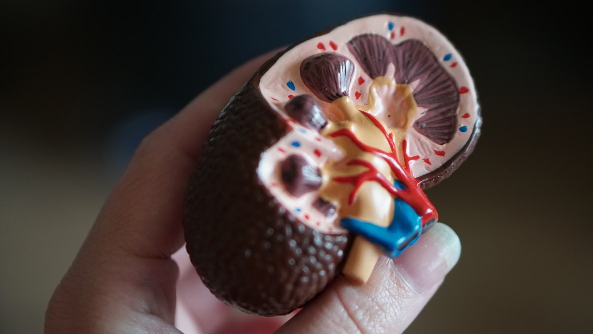 a hand holds a cross-section model of a kidney