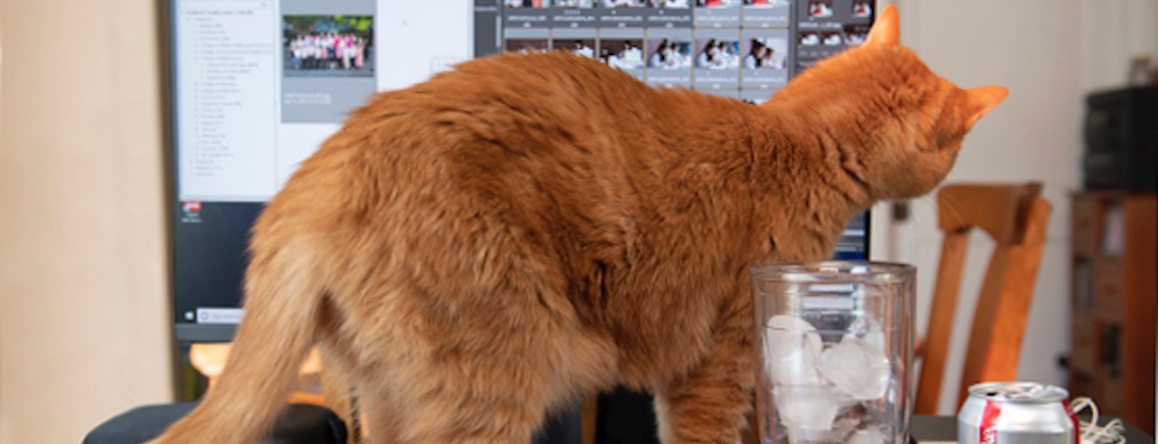 Orange cat stands in front of a computer screen