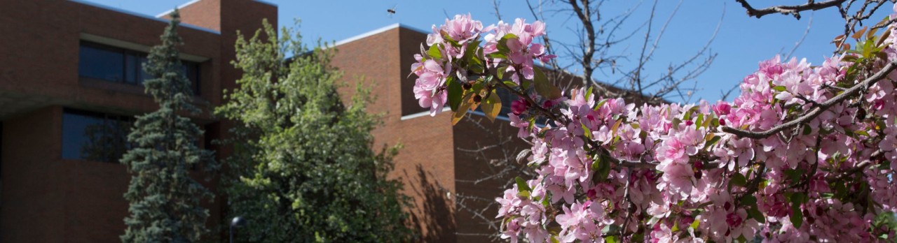 brick building surrounded by green trees and pink flowering trees