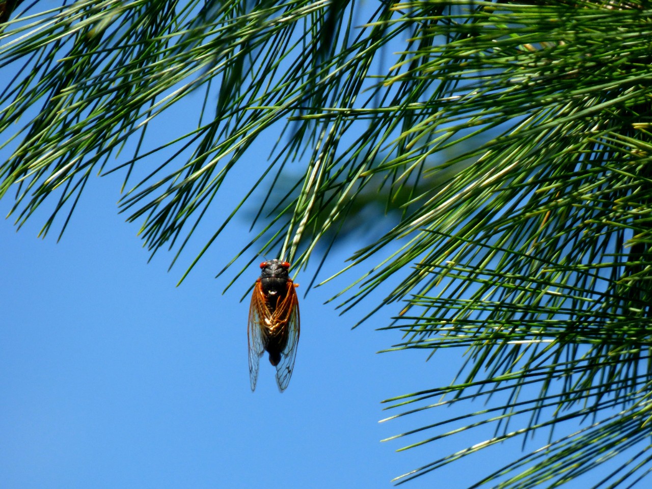 A cicada dangles from a fir bough.