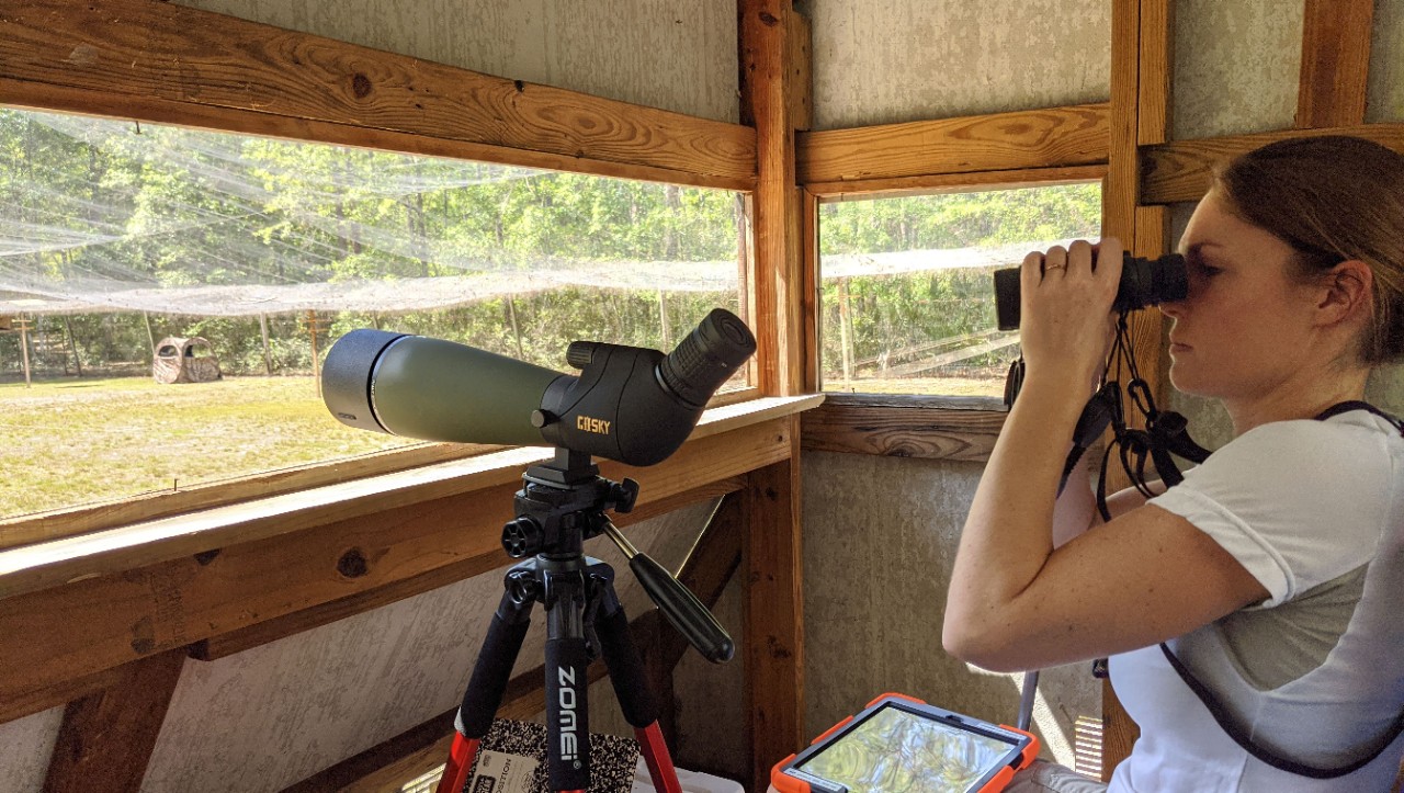 UC postdoctoral researcher Annemarie van der Marel observes monk parakeets with binoculars and a spotting scope from a bird blind with an iPad on her lap.