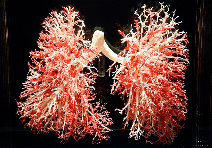 a 3-D model of the human lung circulatory system