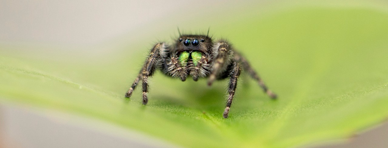 A jumping spider on a green leaf.
