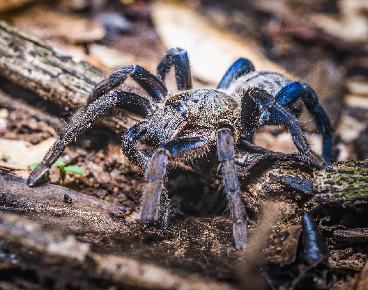A tarantula with blue legs.