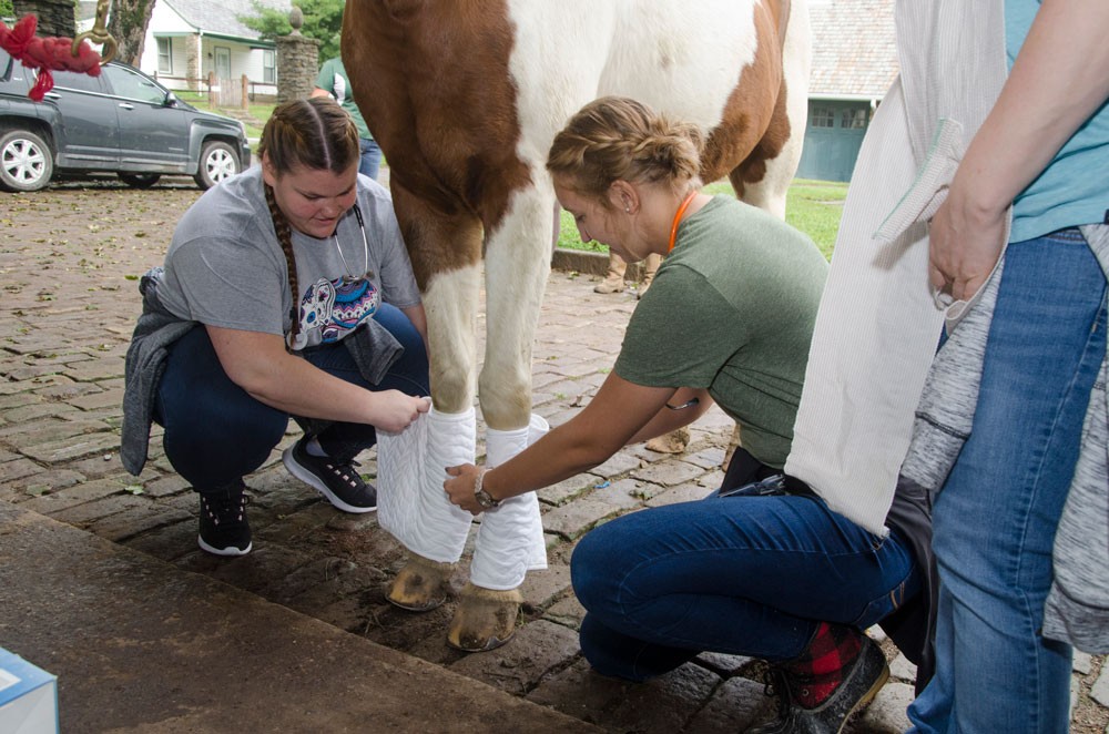two female students working on a horse at Greenacres farm