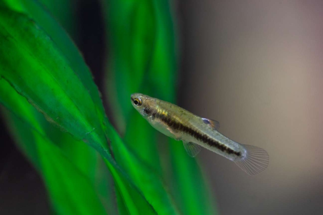 A least killifish in a UC biology lab.