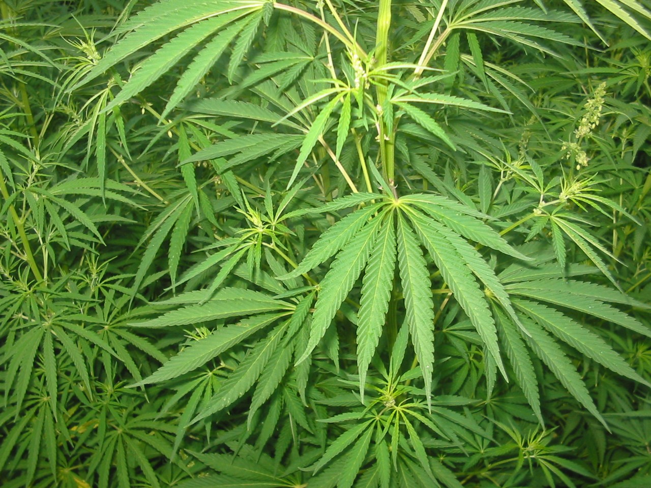 cannabis leaves 