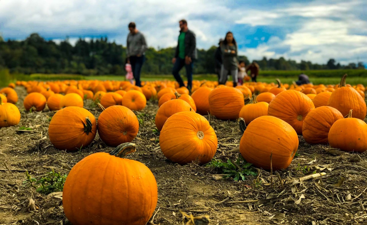 A pumpkin patch.
