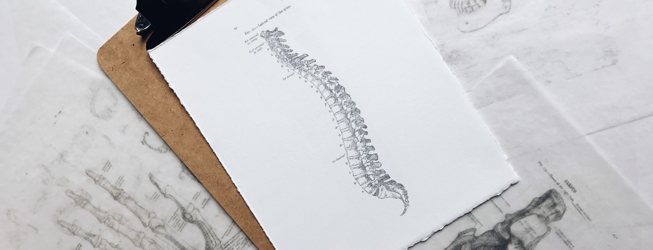 sketch of a spine