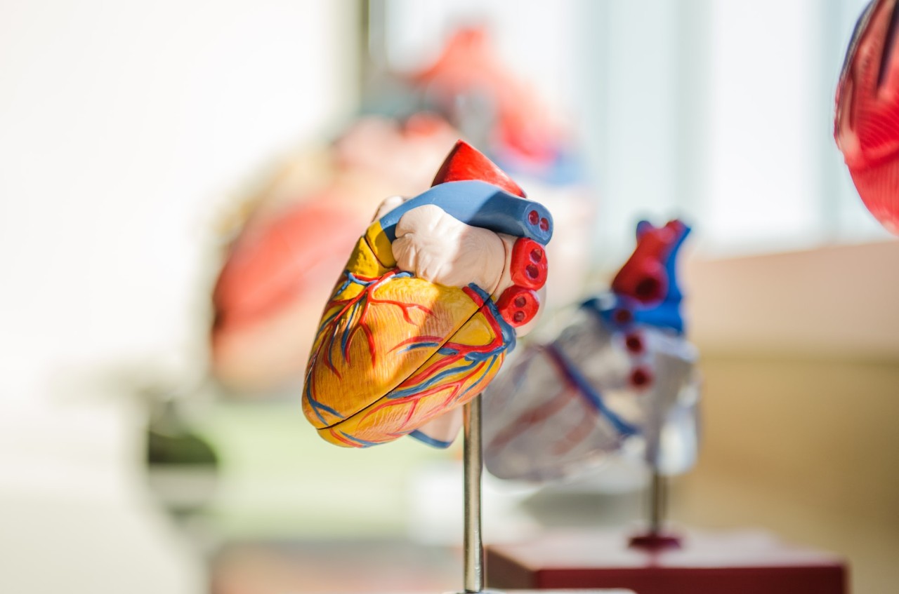 model of a human heart on display