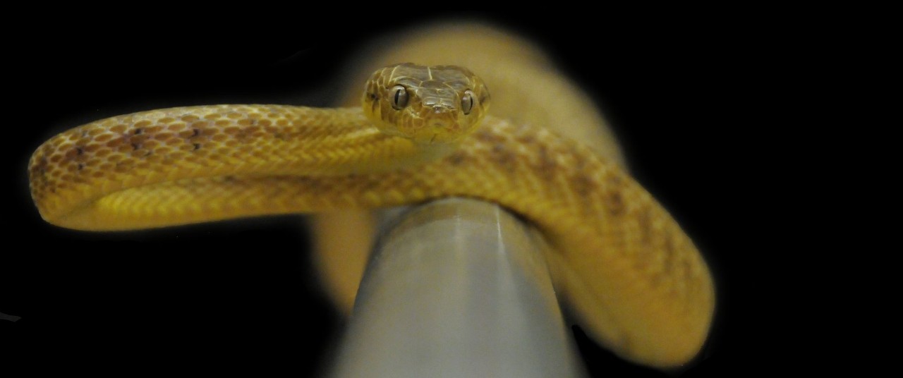 A brown tree snake slithers toward the camera. 