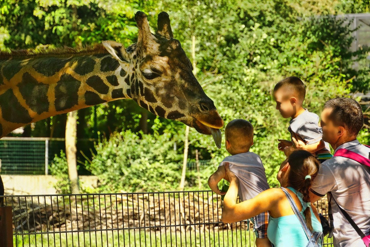 Visitors enjoy a zoo exhibit.